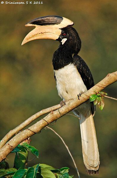 Malabar pied hornbill Oriental Bird Club Image Database Malabar Pied Hornbill