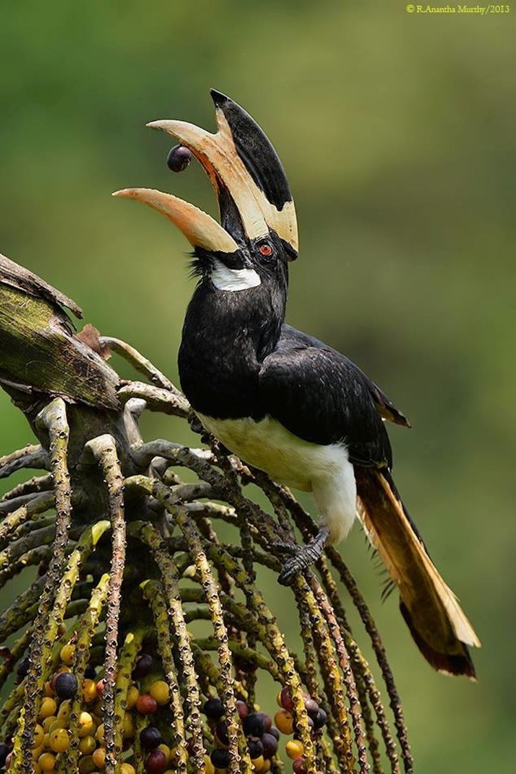 Malabar pied hornbill Anantha Murthy MALABAR PIEDHORNBILL Goa India Birds