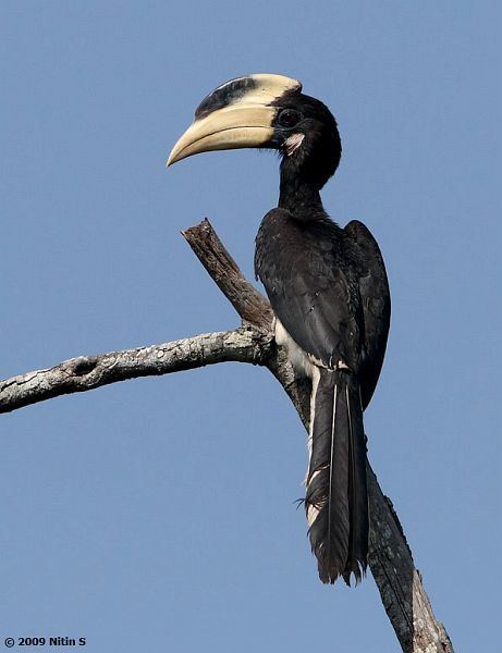 Malabar pied hornbill Oriental Bird Club Image Database Malabar Pied Hornbill