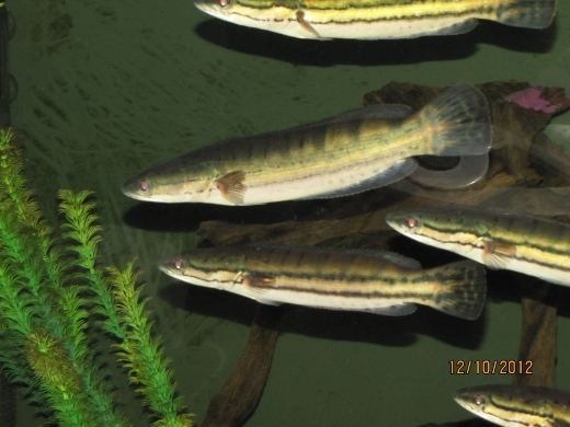 Malabar snakehead Malabar snakehead Channa Diplogramma MonsterFishKeeperscom