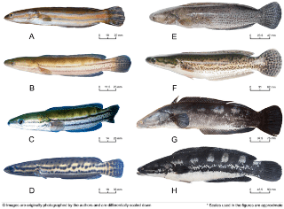 Malabar snakehead Unraveling a 146 Years Old Taxonomic Puzzle Validation of Malabar