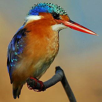 Malachite kingfisher wwwbiodiversityexplorerorgbirdsalcedinidaeima