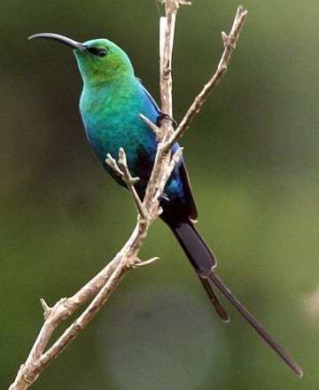 Malachite sunbird Malachite Sunbird