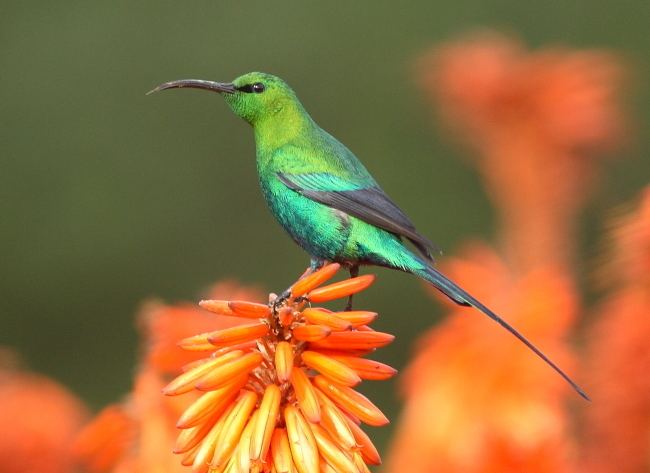 Malachite sunbird Malachite Sunbird Buckham Birding