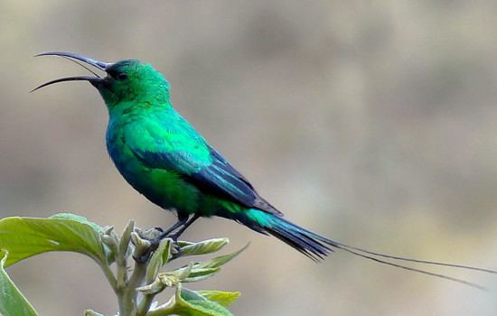 Malachite sunbird Malachite Sunbird