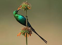 Malachite sunbird httpsuploadwikimediaorgwikipediacommonsthu