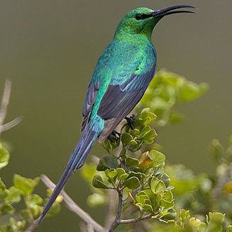 Malachite sunbird famosa Malachite sunbird