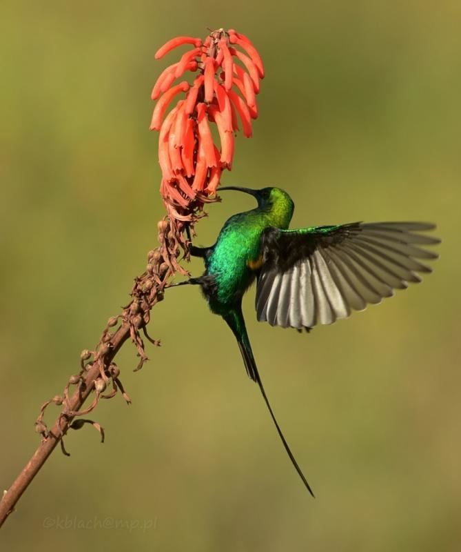 Malachite sunbird Photos of Malachite Sunbird Nectarinia famosa the Internet Bird