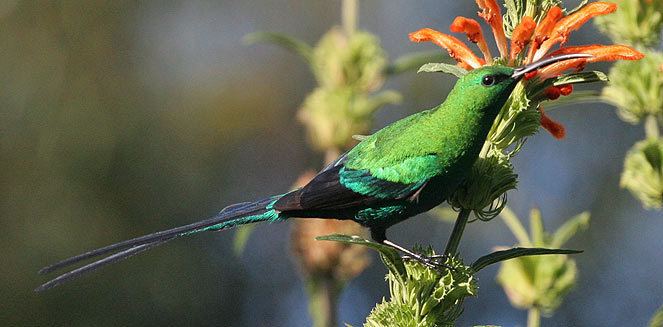 Malachite sunbird famosa Malachite sunbird