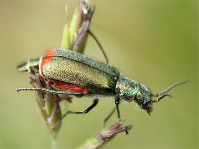 Malachius bipustulatus Malachius bipustulatus