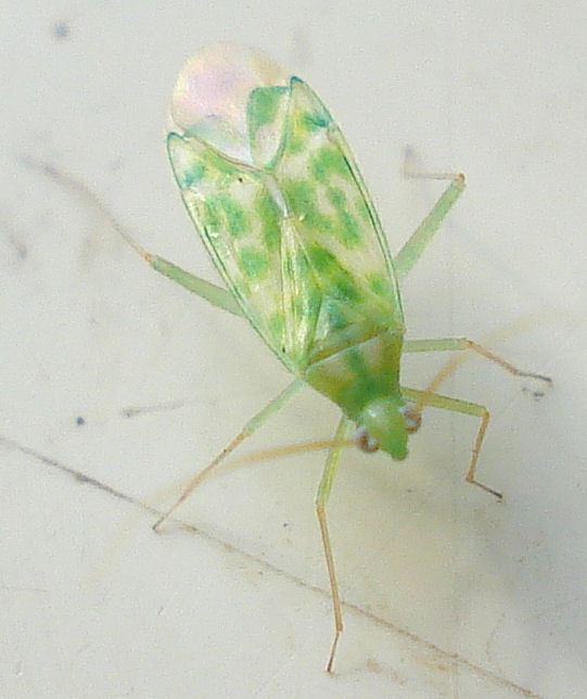 Malacocoris chlorizans httpsuploadwikimediaorgwikipediacommons00