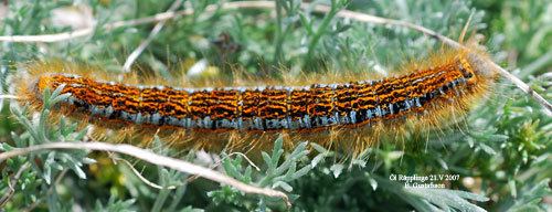 Malacosoma castrense Malacosoma castrense Insecta Lepidoptera Lasiocampidae