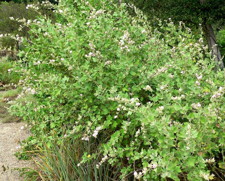 Malacothamnus Malacothamnus fasciculatus Bush Mallow plant lust