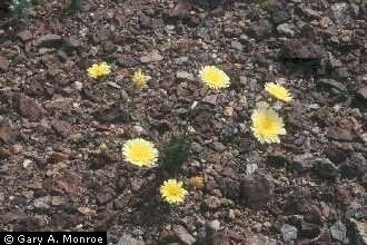 Malacothrix glabrata Plants Profile for Malacothrix glabrata smooth desertdandelion