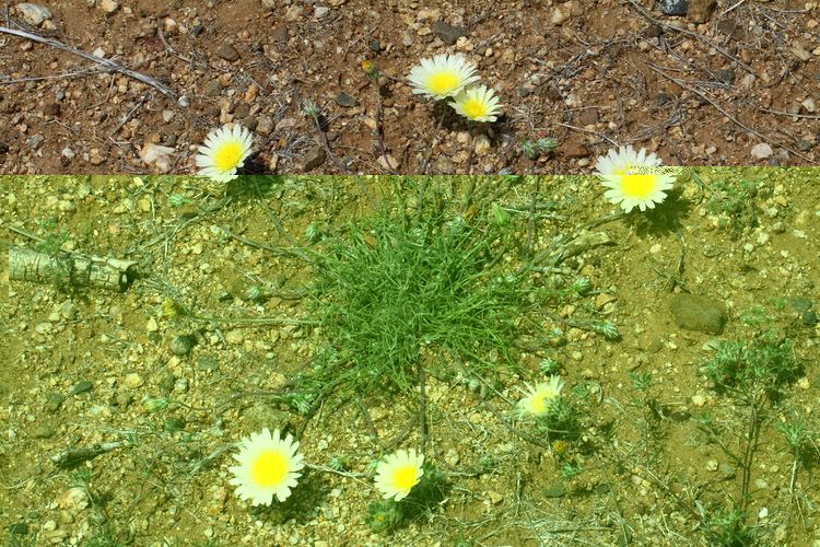 Malacothrix glabrata Vascular Plants of the Gila Wilderness Malacothrix glabrata