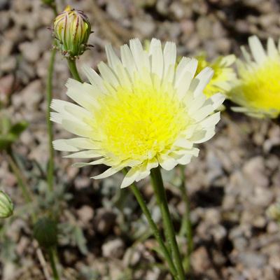 Malacothrix glabrata Malacothrix glabrata Smooth Desertdandelion Smooth Desert