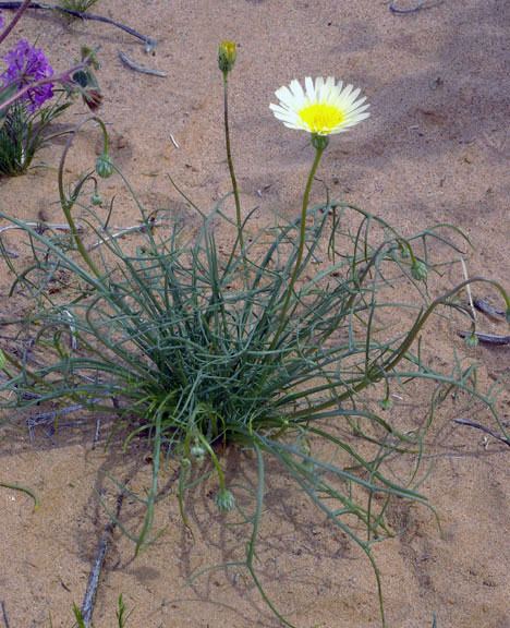 Malacothrix glabrata Malacothrix glabrata Smooth Desertdandelion