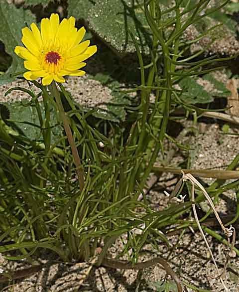 Malacothrix glabrata Desert Dandelion Malacothrix glabrata