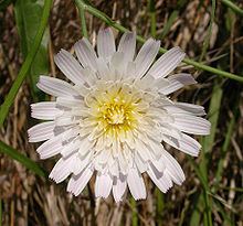 Malacothrix (plant) httpsuploadwikimediaorgwikipediacommonsthu