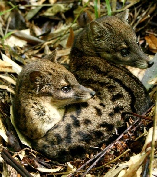 Malagasy civet Malagasy Civet Fossa fossana Ground Mammals