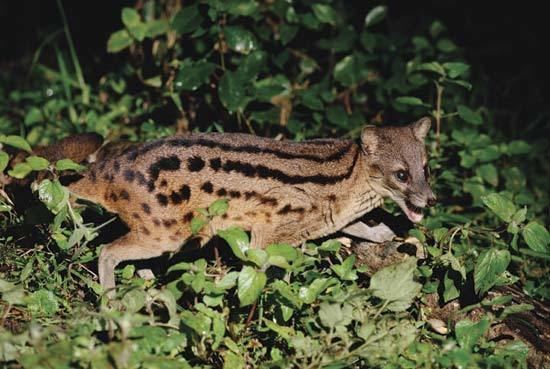 Malagasy civet Malagasy civet mammal Britannicacom