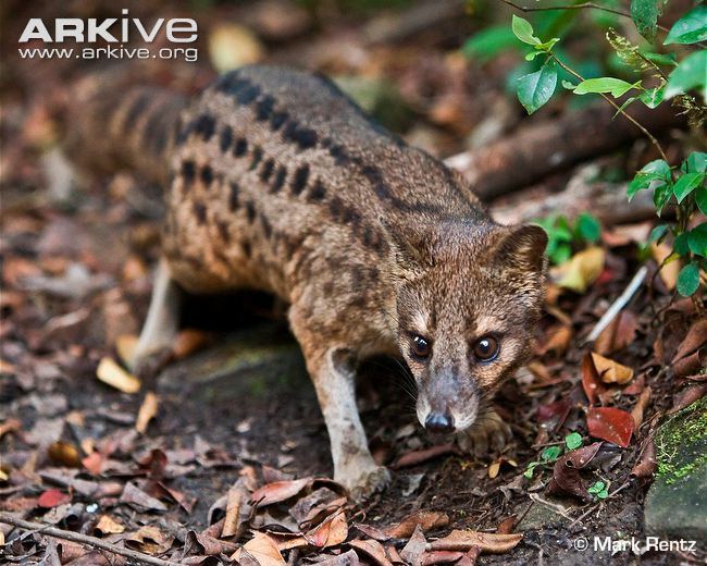 Malagasy civet Striped civet videos photos and facts Fossa fossana ARKive