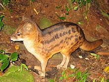 Malagasy civet httpsuploadwikimediaorgwikipediacommonsthu