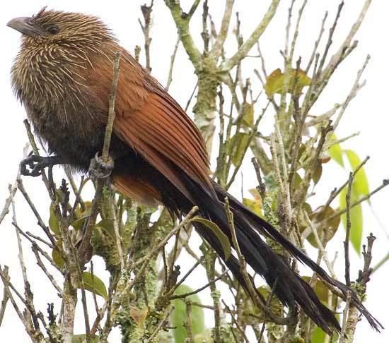 Malagasy coucal Surfbirds Online Photo Gallery Search Results