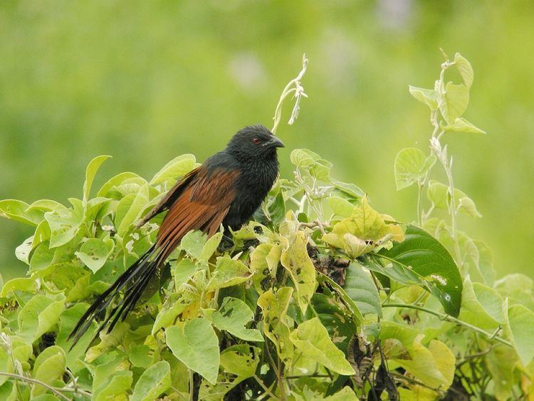 Malagasy coucal Malagasy coucal Wikipedia