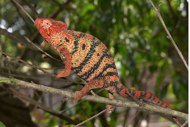 Malagasy giant chameleon 1000 images about Pets Chameleons on Pinterest Madagascar