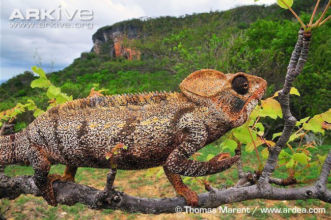 Malagasy giant chameleon Oustalet39s chameleon videos photos and facts Furcifer oustaleti