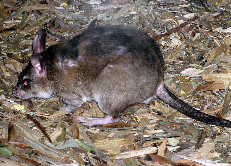 Malagasy giant rat Malagasy giant rat Wikipedia