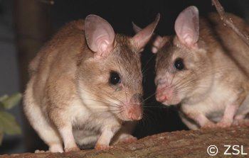 Malagasy giant rat EDGE Blog Species of the Week Malagasy Giant Jumping Rat