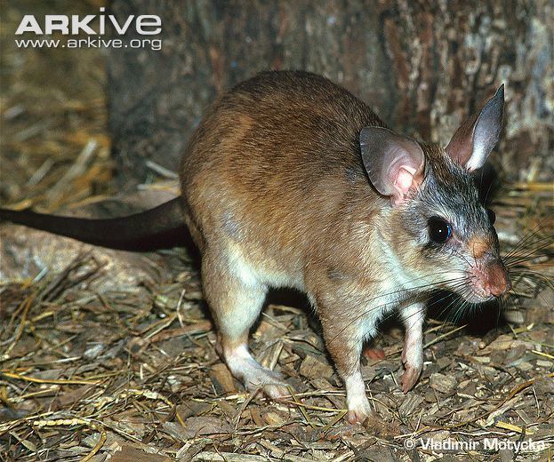 Malagasy giant rat Malagasy giant rat photos Hypogeomys antimena ARKive