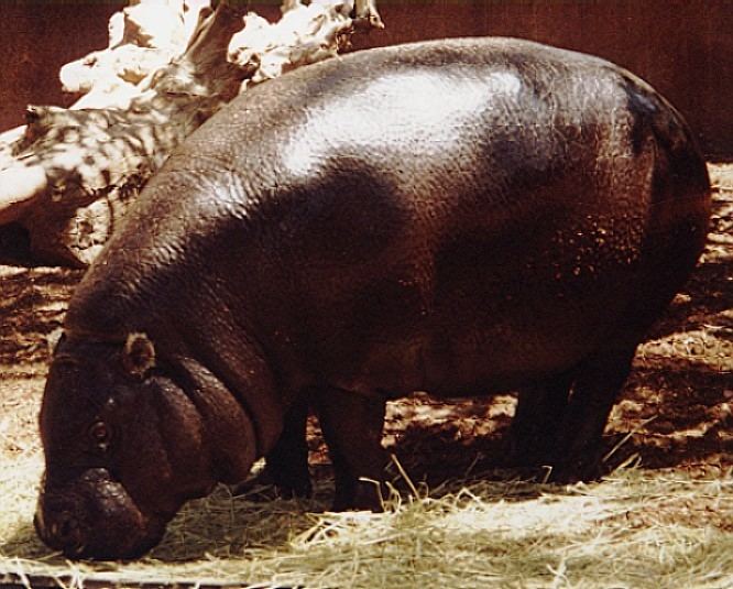 Malagasy hippopotamus ShukerNature MORE MADAGASCAN MYSTERY MAMMALS