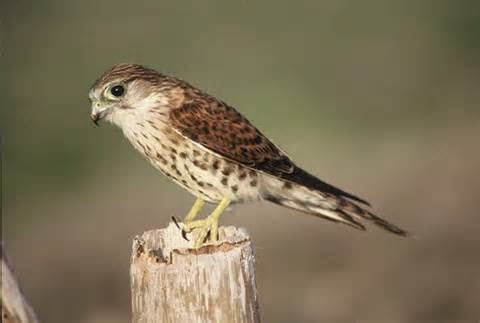 Malagasy kestrel More on Falco newtoni Madagascan Kestrel