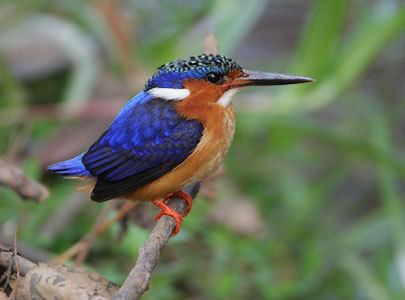 Malagasy kingfisher Malagasy Kingfisher Alcedo vintsioides Photo