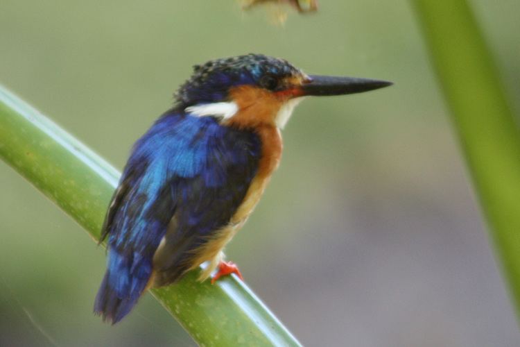 Malagasy kingfisher Malagasy Kingfisher Corythornis vintsioides Hotspot Birding