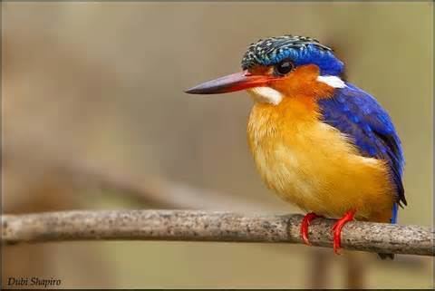 Malagasy kingfisher More on Alcedo vintsioides Malagasy Kingfisher