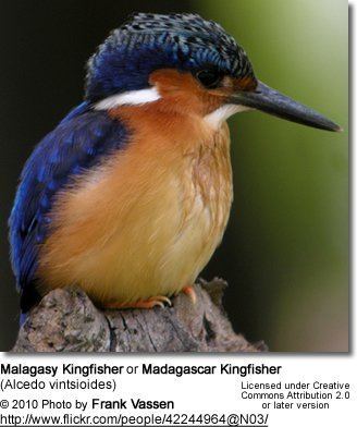 Malagasy kingfisher Malagasy Kingfishers or Madagascar Kingfishers Alcedo vintsioides