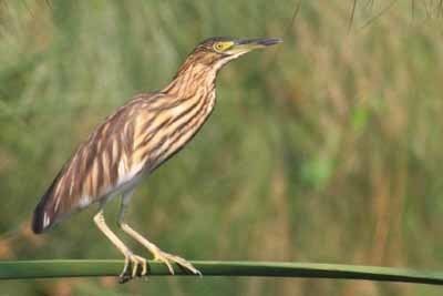 Malagasy pond heron Surfbirds Online Photo Gallery Search Results