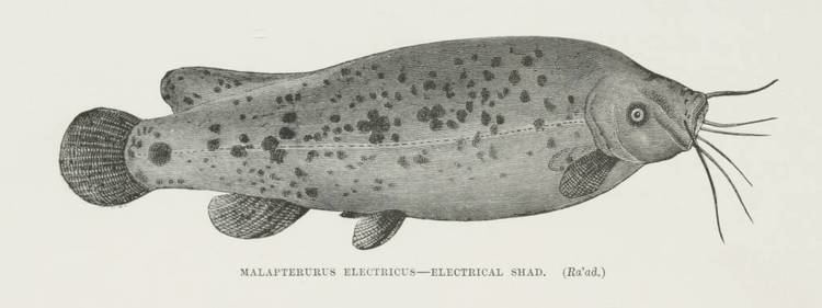 Malapterurus FileMalapterurus Electricus Electrical Shad 1878 TIMEAjpg