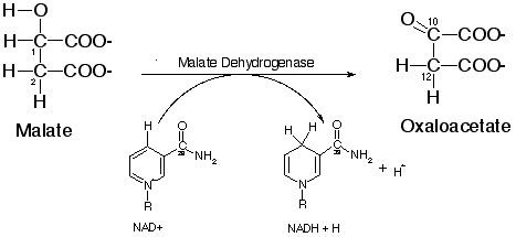 Malate dehydrogenase Malate Dehydrogenase