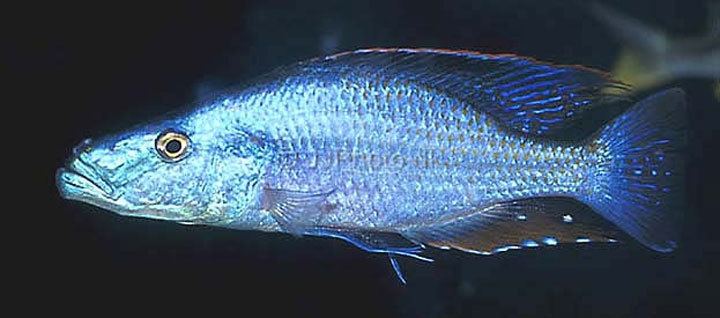 Malawi eyebiter Malawi Eye Biter Dimidiochromis compressiceps