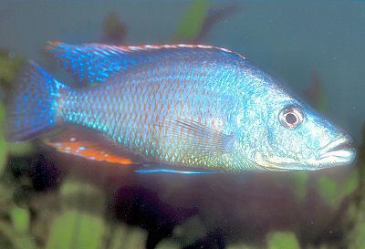 Malawi eyebiter Malawi Eyebiter Dimidiochromis compressiceps Cichlid Fish Guide