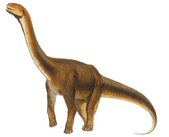 Malawisaurus Malawisaurus Pictures amp Facts The Dinosaur Database