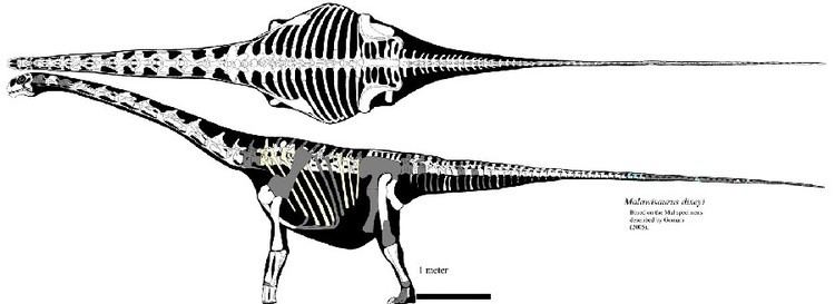 Malawisaurus Malawisaurus Pictures amp Facts The Dinosaur Database