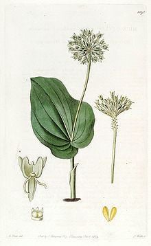 Malaxis unifolia httpsuploadwikimediaorgwikipediacommonsthu