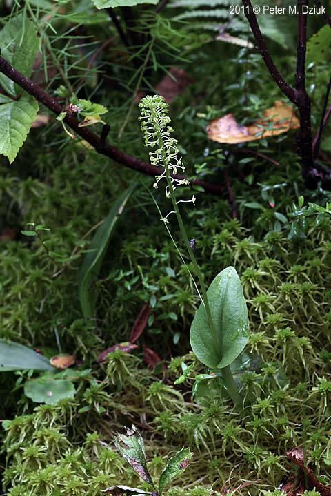 Malaxis unifolia Malaxis unifolia Green Adder39smouth Minnesota Wildflowers