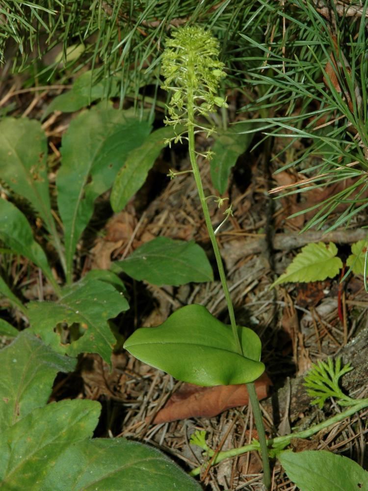 Malaxis unifolia Malaxis unifolia Green Adder39s Mouth Go Orchids